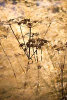 Anthriscus sylvestris - Cow parsley seedhead amongst Stipa gigantea - Golden oats

