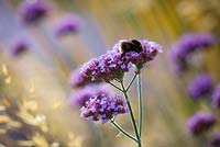 Bee on Verbena bonariensis - Argentinian vervain