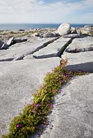 Geranium sanguineum - Bloody Cranesbill growing amongst cracks in limestone rocks at the Burren, Ireland. 