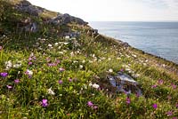 Dryas octopetala - Mountain Avens seedheads growing with geraniums on the coast at The Burren, Ireland. White Dryas. 