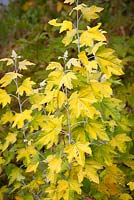 Populus alba 'Richardii' - White poplar, Golden leaved poplar