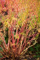 Euphorbia palustris 'Woodchippings'