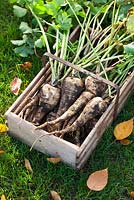 Box of harvested parsnips