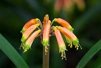 Clivia gardenii. Bush Lily