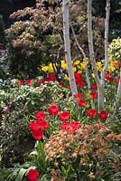 View of the flower bed with Betula Utilis Var. Jacquemontii Multistemmed - Silver Birch, Tulips 'Apeldoorn', Yellow Tulipa 'Golden Apeldoorn', Acer palmatum 'Orange Dream', Acer palmatum 'Osakazuki'