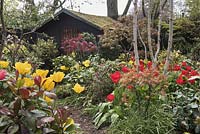 View of path leading to wooden shed surrounded by tulips Tulipa 'Golden Apeldoorn' and Tulipa 'Apeldoorn', Acer palmatum 'Orange Dream', Betula Utilis Var. Jacquemontii Multistemmed, Acer palmatum 'Osakazuki', Photinia fraseri 'Red Robin', Ilex x altaclerensis 'Golden King' - variegated Holly. 