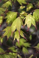 Acer palmatum 'Tsuma-gaki' syn. 'Painted Nails'.  In spring the leaves are light green and tipped with red.  