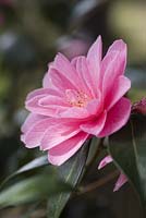 Camellia williamsii 'Donation' AGM