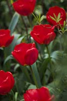 Tulipa 'Apeldoorn' 