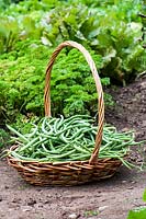 Phaseolus vulgaris 'Allegria'. Harvest of green beans in a kitchen garden