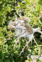 Brown-tail moth caterpillar nest.