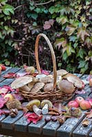 Boletus edulis - Harvest of penny bun in autumn