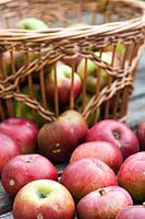 Harvest of apples 'Minister von Hammerstein' in a wicker basket, autumn
