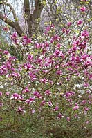 Magnolia 'Ian's Red' hybrid between 'Vulcan' and M. soulangeana 'Burgundy' -  RHS Wisley, UK