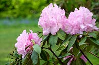 Rhododendron 'Mrs E. C. Stirling'