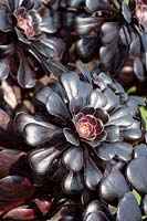 Aeonium arboreum atropurpureum. Dark purple houseleek tree, June