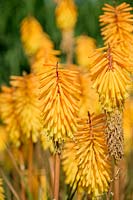 kniphofia 'Bee's Sunset', red hot poker, June