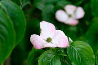 Cornus kousa 'Miss Satomi', Pink flowering Japanese dogwood, June
