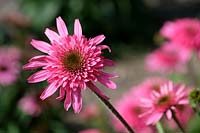 Echinacea 'Southern Belle'