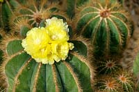 Parodia magnifica, ball cactus, July