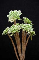 Aeonium arboreum variegated, variegated tree aeonium