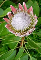 Protea cynaroides, King protea, Cape artichoke flower, June