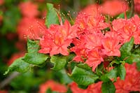Rhododendron cumberlandense