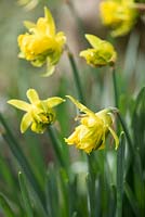 Narcissus obvallaris 'Thomas Virescent' - Derwydd Daffodil. National Botanic Garden of Wales, Llanarthne, Wales

