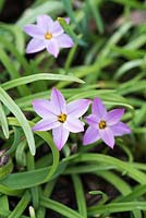 Ipheion uniflorum 'Charlotte Bishop'. National Botanic Garden of Wales, Llanarthne, Wales