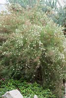 Grevillea levis. National Botanic Garden of Wales, Llanarthne, Wales