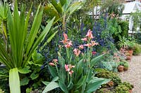 Water Canna 'Erebus' and Doryanthes palmeri surrounded by pots of aloes and echeverias amongst lobelia, Salvia 'Mystic Spires Blue',and other tender and exotic looking shrubs including Strelitzia nicolai.
