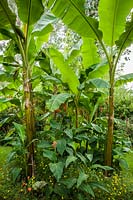 Large leaved bananas form a woodland like effect, underplanted with Canna indica, bidens, dahlias, salvias and parrot's beaks.