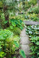 Lush planting around a stream through the middle of the garden includes tree ferns, palms, Trachycarpus fortunei and Colocasia gaoligongensis .