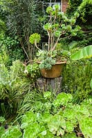 A container of aeoniums sits on a timber plinth surrounded by more succulents, bananas, eucomis and tall Pseudopanax crassifolius.