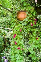 Lofos 'Burgundy Falls' growing in a hanging basket suspended from the branch of a laburnum tree and framed by variegated Euonymus fortunei 'Silver Queen'.