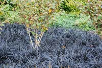 Witch hazel surrounded by black grass-like Ophiopogon planiscapus 'Nigrescens'