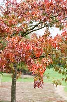 Quercus palustris 'Pendula'