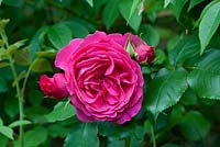 Rosa 'Guirlande d'Amour', multiflora rambler