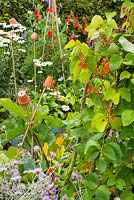 Informal country cottage garden with Runner bean wigwam -'Lady Di',  Sweet pea wigwam - 'Sweet Chariot' and Courgette, 'Shooting Star'.