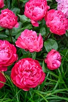Paeonia 'Red Sarah Bernhardt' - May