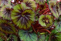 Begonia 'Curly Fireflush' -Dibleys