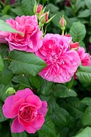 Rosa 'James L. Austin' - Auspike, English Old Rose Hybrid - May - New for 2017