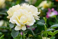 Rosa 'Deben Sunrise'. Compact Shrub. New for 2017 from Harkness Roses
