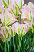 Tulipa 'Virichic' - RHS Malvern Spring Festival 2017