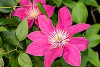 Clematis 'Acropolis'. Floyds Climbers and Clematis - RHS Malvern Spring Festival 2017