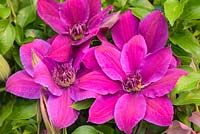 Clematis florida 'Reiko'. Floyds Climbers and Clematis - RHS Malvern Spring Festival 2017