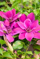 Clematis florida 'Reiko'. Floyds Climbers and Clematis - RHS Malvern Spring Festival 2017