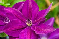 Clematis BOULEVARDA Paulie. Floyds Climbers and Clematis - RHS Malvern Spring Festival 2017