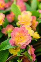 Primula Belarina Rosette 'Nectarine' - RHS Malvern Spring Festival 2017 - May