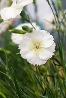 Dianthus 'Mojito'. Scented Garden Pink